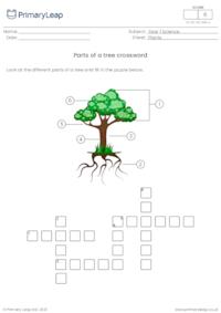 Parts of a tree crossword