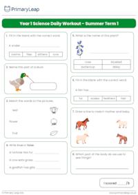 Year 1 Science Daily Workout - Summer Term 1