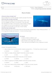 Blue whales comprehension