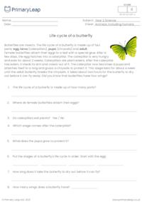 Life cycle of a butterfly