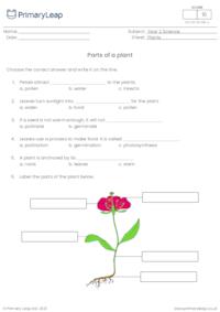 Parts of a plant questions
