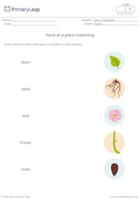 Parts of a plant matching activity