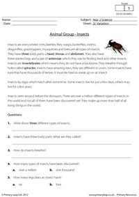 Animal groups - insects