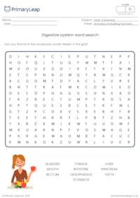 Digestive system word search