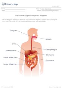 The human digestive system diagram