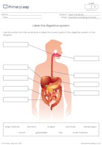 Label the digestive system