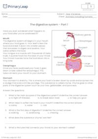 The digestive system - Part 1