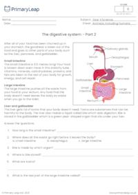 The digestive system - Part 2