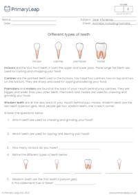 Different types of teeth