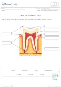 Label the parts of the tooth