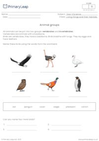 Animal groups 1