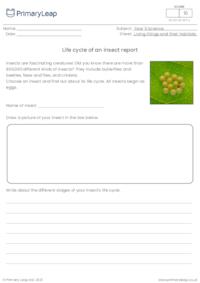 Life cycle of an insect report