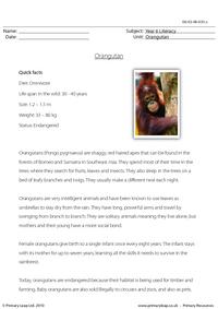 Reading comprehension - Orangutan