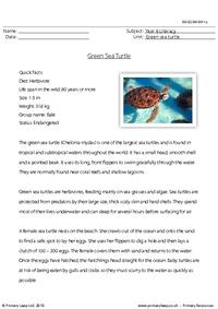 Reading comprehension - Green sea turtle