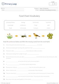 Food Chain Vocabulary