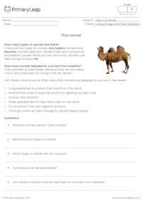 Reading comprehension - The camel