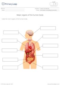 Label the organs of the human body