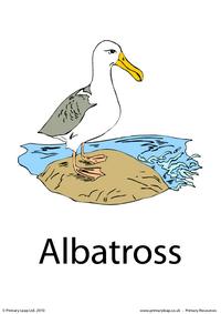Albatross flashcard