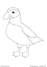 Atlantic puffin colouring page