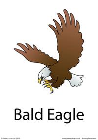 Bald eagle flashcard
