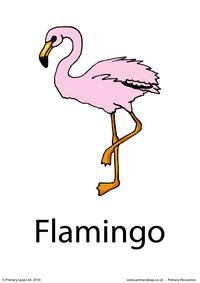 Greater flamingo flashcard