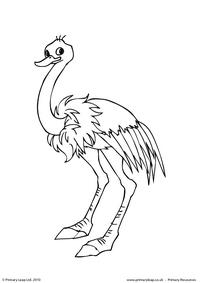 Ostrich colouring page