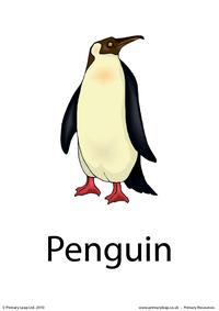 Penguin flashcard 3