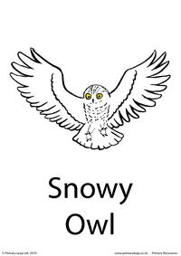 Snowy owl flashcard