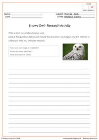 Research Activity - Snowy Owl