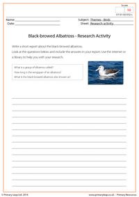 Research Activity - Black-browed Albatross