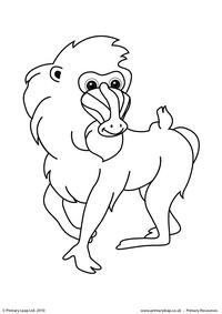 Baboon colouring page