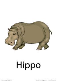 Hippo flashcard
