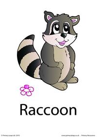 Raccoon flashcard 1