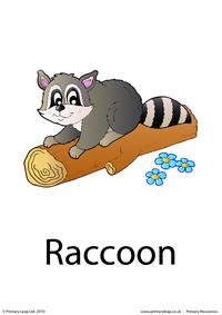 Raccoon flashcard 2