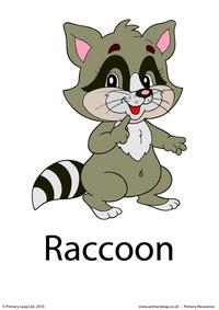 Raccoon flashcard 5