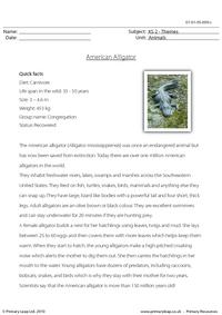 American alligator comprehension
