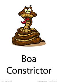 Boa constrictor flashcard