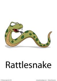 Rattlesnake flashcard