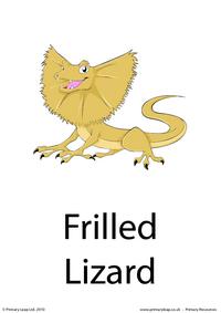 Frilled lizard flashcard