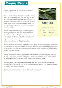 Praying mantis - Reading comprehension