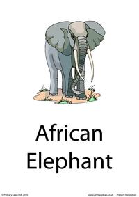 Elephant flashcard