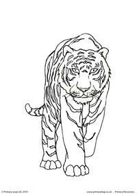 Bengal tiger colouring page