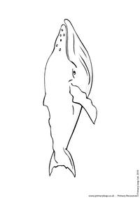Blue whale colouring page