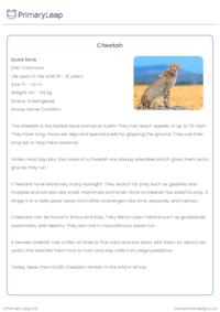 Cheetah Reading Comprehension