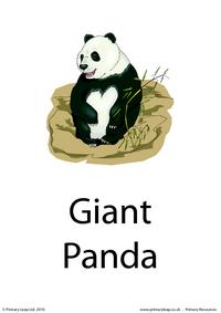 Giant panda flashcard