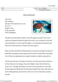 Green sea turtle comprehension