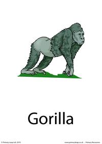 Gorilla flashcard