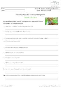 Research Activity - Amur Leopard