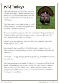 Reading comprehension - Wild turkeys (non-fiction)