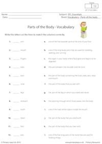 Parts of the Body Vocabulary
